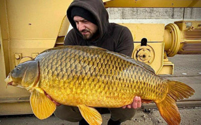 Peach of a Common