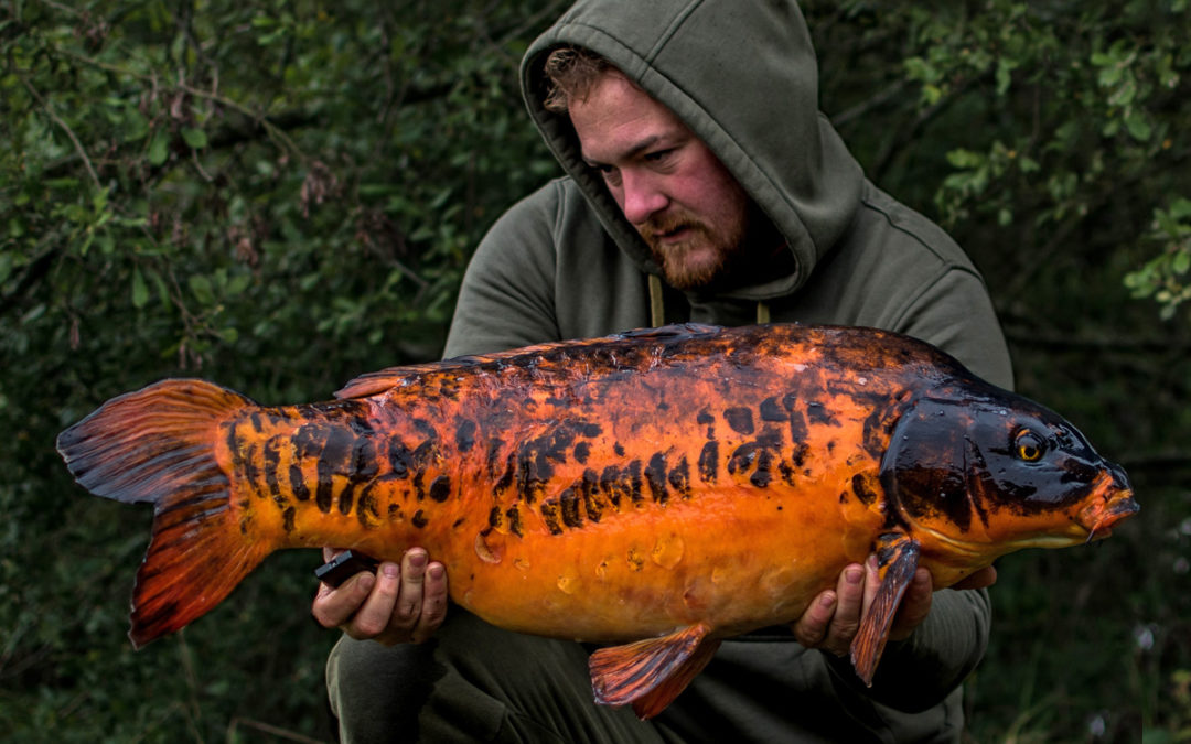 The elusive Koi!