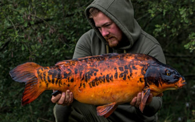 The elusive Koi!